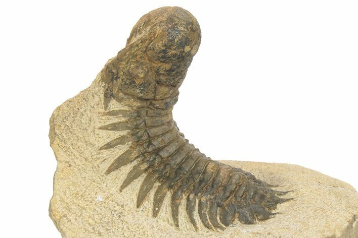 Bargain Crotalocephalina Trilobite Fossils - 2 to 3" - Photo 1